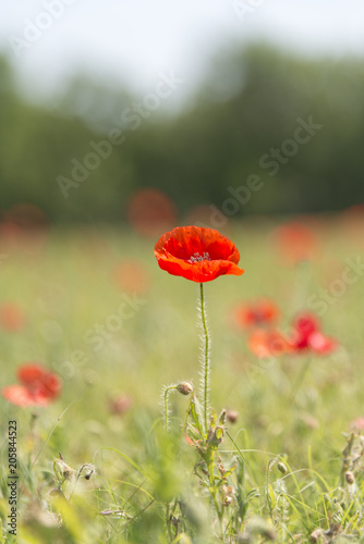 Poppy flower with blur background field of poppies vertical