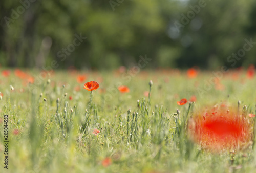 Poppy flower with blur background field of poppies horizon