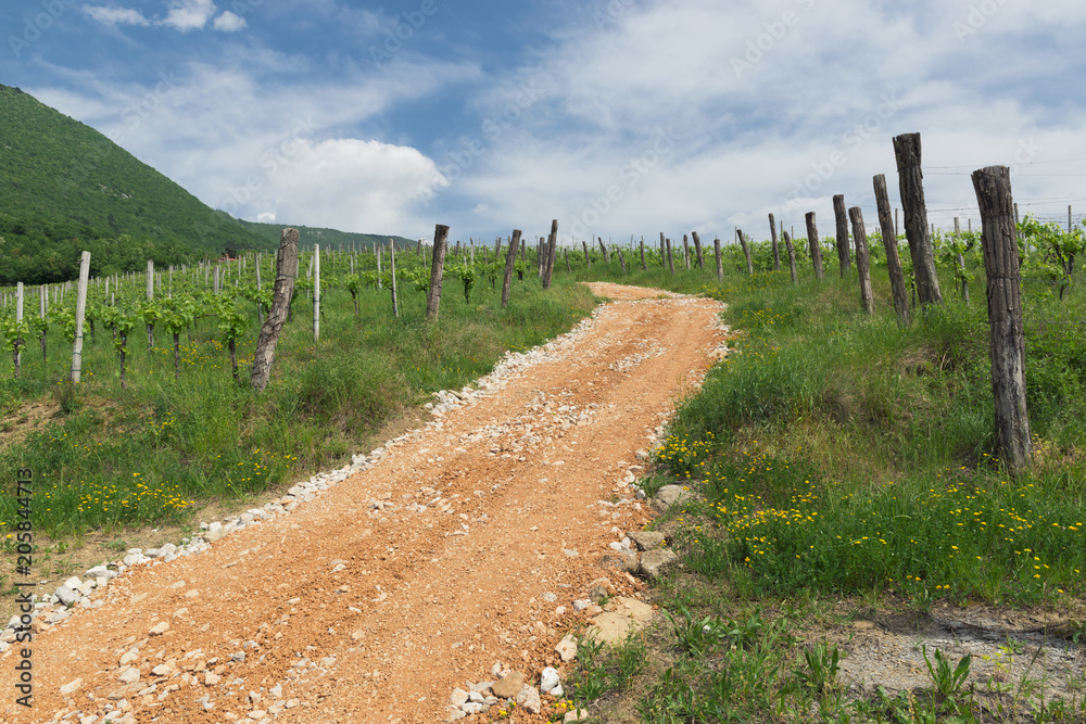 Rocky road on the vineyard on the hills of Vipava valley