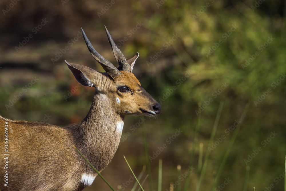 Naklejka premium Cape bushbuck in Kruger National park, South Africa