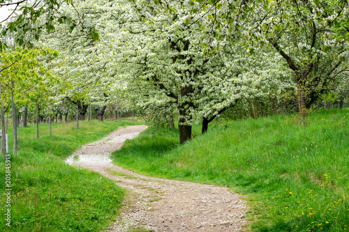 Park trail between blooming cherry trees in spring. Park with flowering trees and green grass.