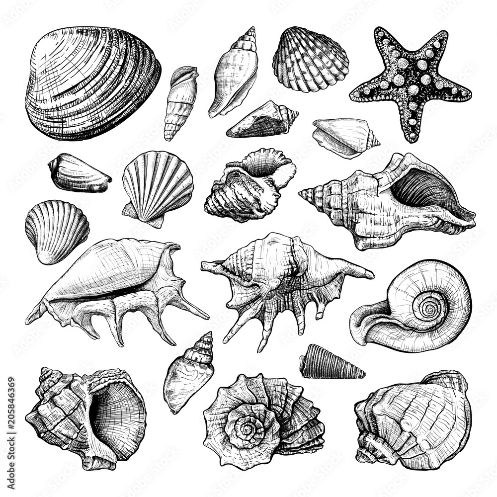 Set of different shapes of a seashells isolated on a white background. Hand drawn sketch. Vector illustration Set of different shapes of a seashells isolated on a white background. Hand drawn sketch. Vector illustration