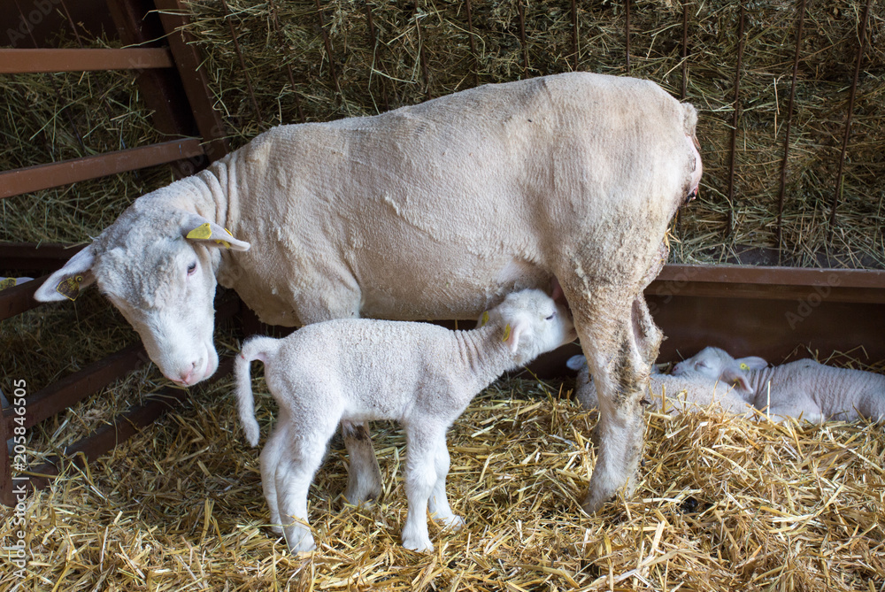 Naklejka premium Lamb suckling sheep