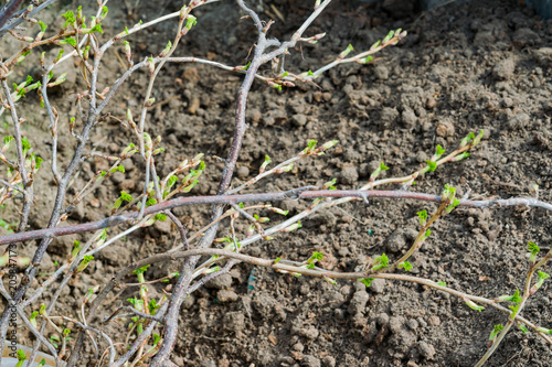 Wallpaper Mural Black currant branch with buds in early spring in the garden, landscape spring
 Torontodigital.ca