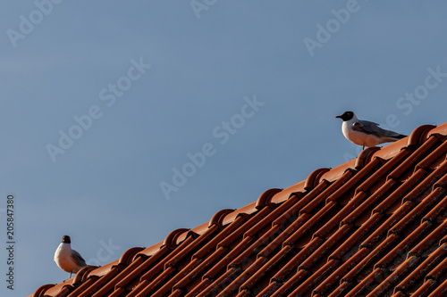 two gulls on an old red tile roof