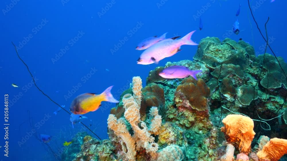 Seascape of coral reef / Caribbean Sea / Curacao with various hard and soft corals, sponges and sea fan Seascape of coral reef / Caribbean Sea / Curacao with various hard and soft corals, sponges and sea fan