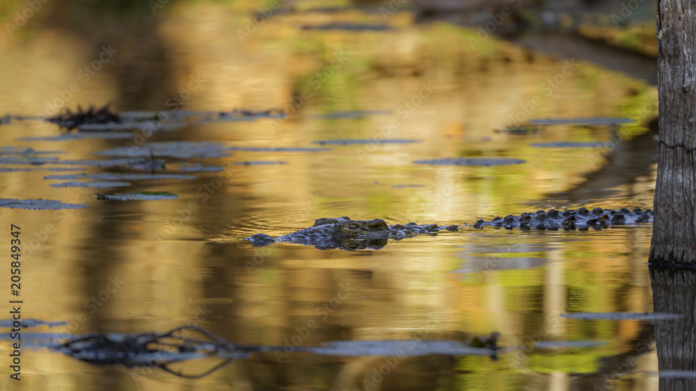 Fototapeta premium Nile crocodile in Kruger National park, South Africa