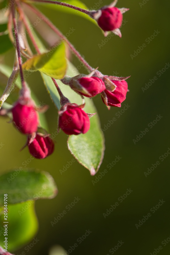 Decorative Apple tree buds flowers macro in nature. Spring blossoming Decorative Apple tree buds flowers macro in nature. Spring blossoming