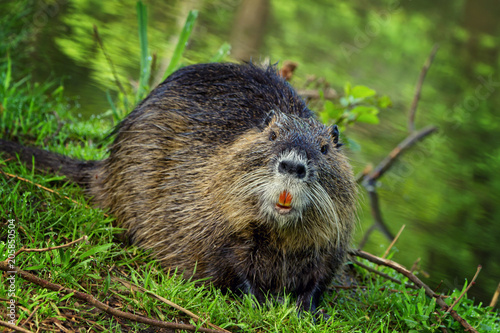 Nutria