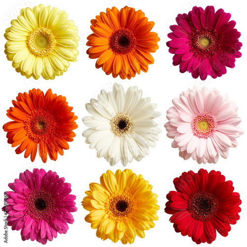 Set of gerbera flowers isolated on white background