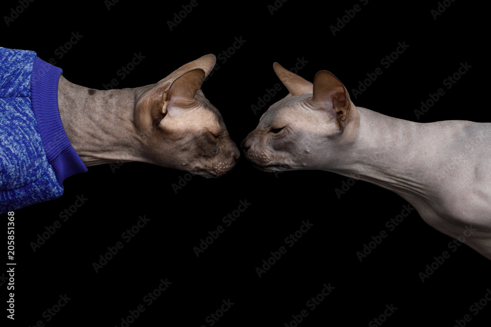 Portrait of Two Sphynx Cats sniffing each other Isolated on Black Background, profile view