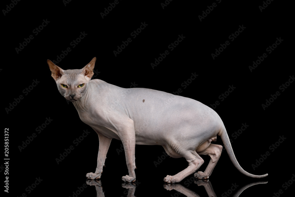 Angry Sphynx Cat Walking and Looking in Camera Isolated on Black Background, side view