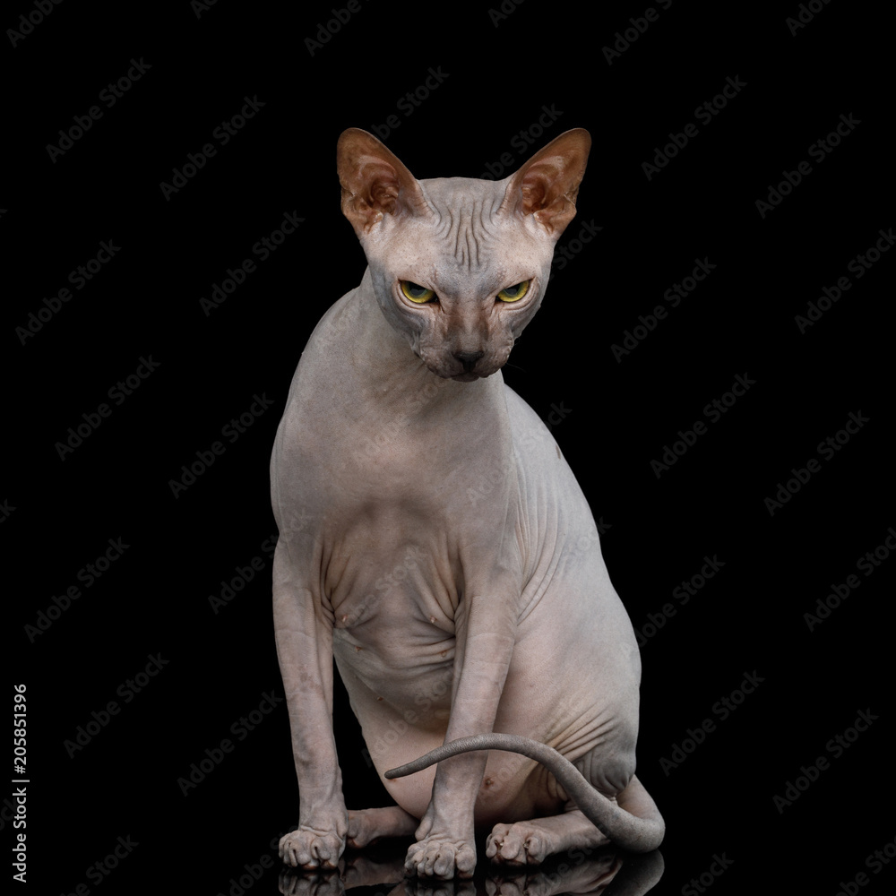Angry Sphynx Cat Sitting and Gazing Isolated on Black Background, front view