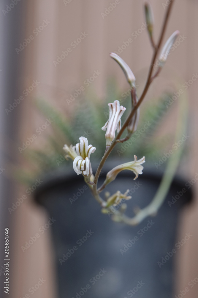 A Mini Cactus Flower 多肉植物 ミニサボテン の花 つる性 Stock Photo Adobe Stock