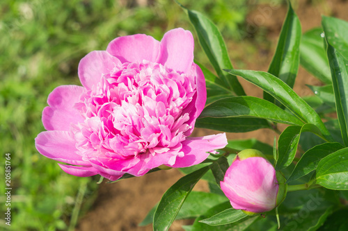 Wallpaper Mural peony on green background Torontodigital.ca