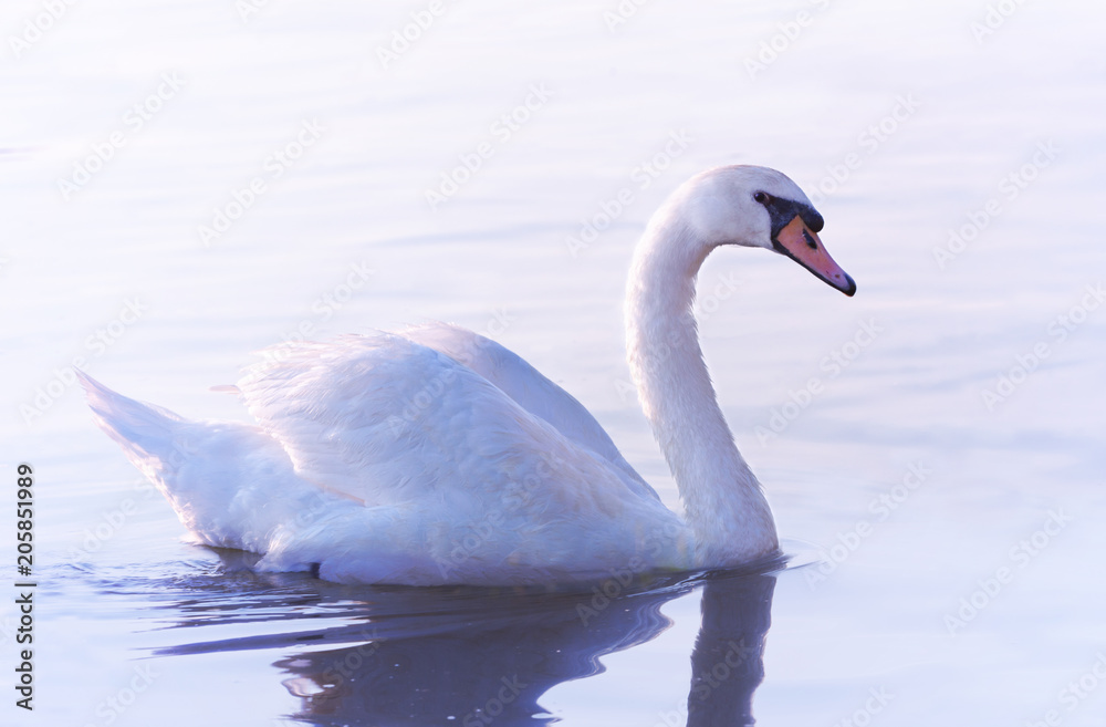 Fototapeta premium Tender White Swan is Swimming on the Calm Water