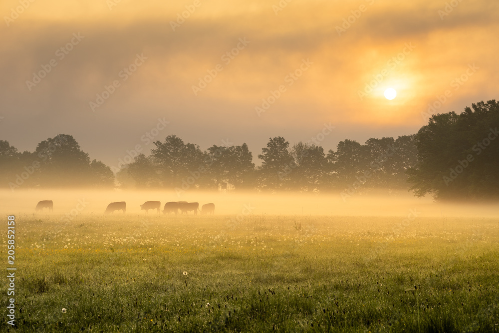 Cows in the foggy morning