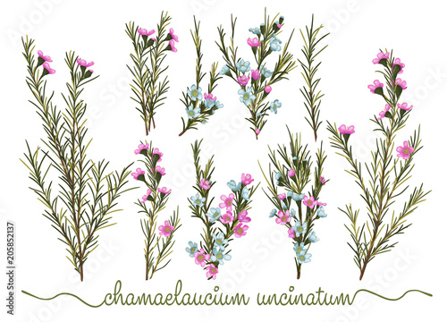 Set of botanic floral elements. Chamaelaucium (waxflower) collection with leaves and flowers, drawing watercolor. Isolated over white background