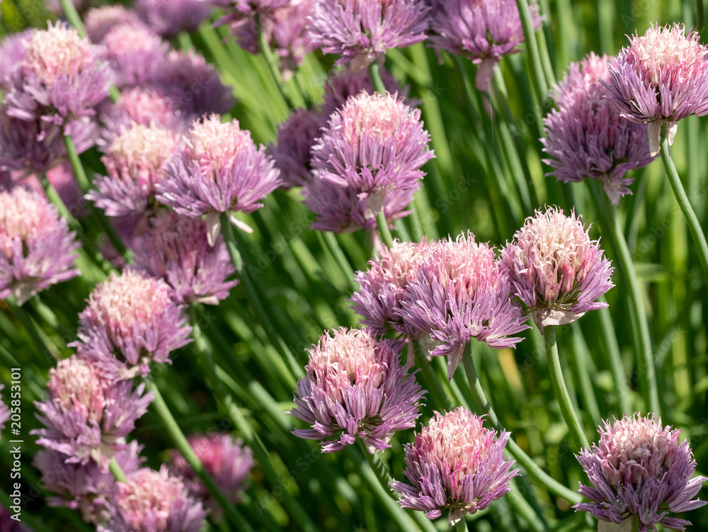 Grass Plant chives (Allium schoenoprasum) . Shallow depth of field Grass Plant chives (Allium schoenoprasum) . Shallow depth of field