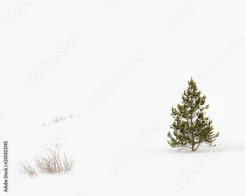 Lone Fir tree in snowy landscape