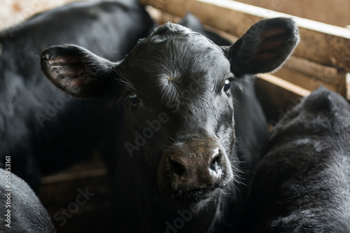 Cute young black calves in cowshed on dairy farm. Agriculture industry, farming and animal husbandry