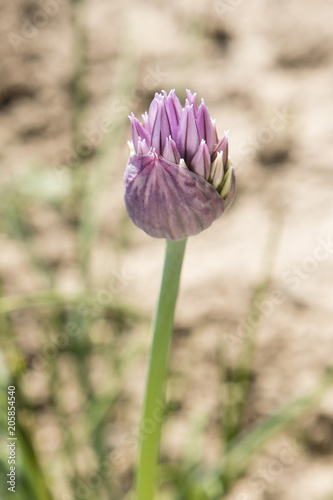 Chives flower in detail.