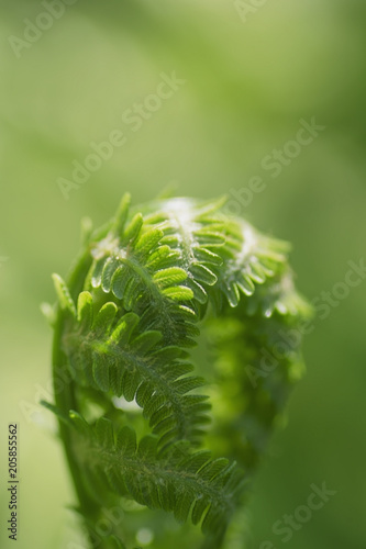 Beautiful floral background of green foliage leaves natural floral background of fern