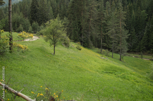 Green spring landscape
