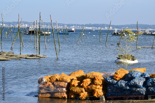 Cap ferret photo