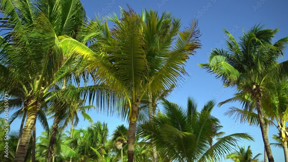 Leaves of coconut palms fluttering in the wind against blue sky. Bottom view. Bright sunny day. Riviera Maya Mexico. Leaves of coconut palms fluttering in the wind against blue sky. Bottom view. Bright sunny day. Riviera Maya Mexico.