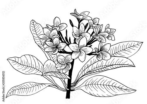 Plumeria tropical flower black and white ink drawing
