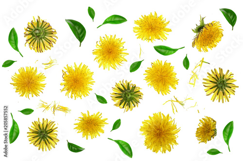 Dandelion flower or Taraxacum Officinale isolated on white background. Top view. Flat lay pattern