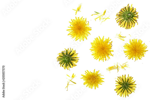 Dandelion flower or Taraxacum Officinale isolated on white background with copy space for your text. Top view. Flat lay