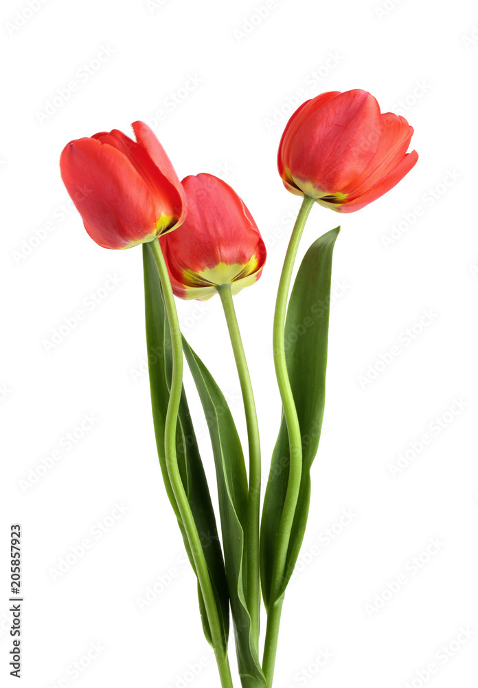 red tulips isolated on white background. Top view. Flat lay pattern red tulips isolated on white background. Top view. Flat lay pattern