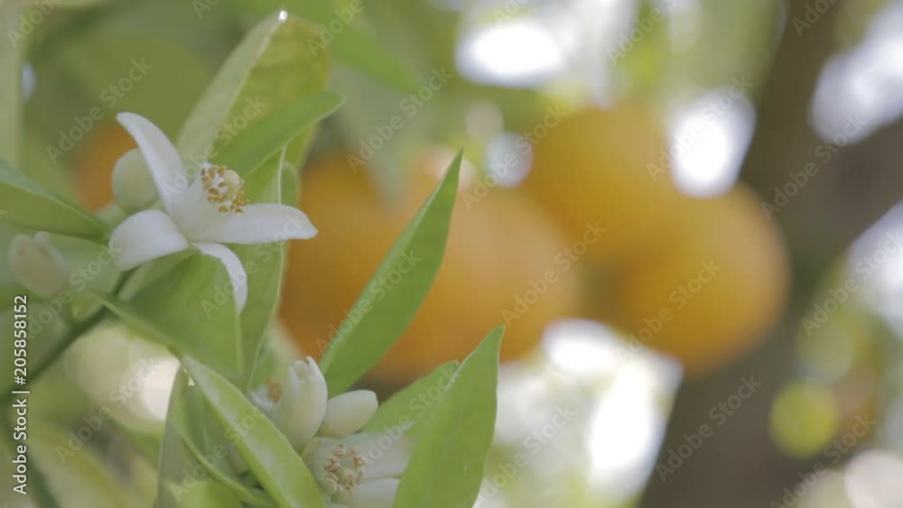 Naranjas Flor de Azahar