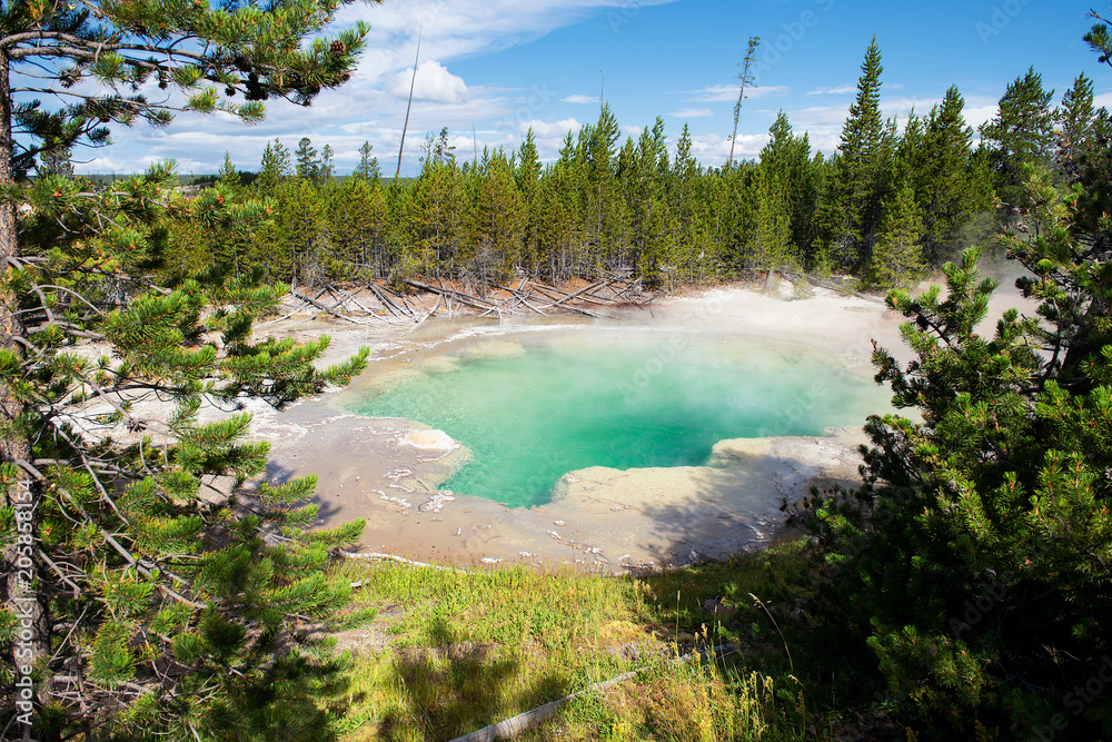 Yellowstone National Park, Wyoming, USA: Scenic Emerald Spring at Norris Geyser Basin seen through green trees