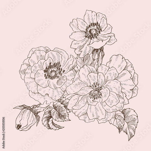 Wild rose blossom branch isolated on pink. Vintage botanical hand drawn illustration. Spring flowers of garden rose, dog rose. Vector design