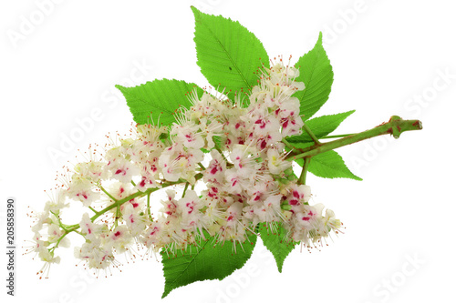 Fototapeta Naklejka Na Ścianę i Meble -  Chestnut flower or Aesculus hippocastanum, Conker tree with leaves isolated on white background