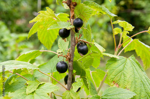 Bush of black currant berries in a garden.