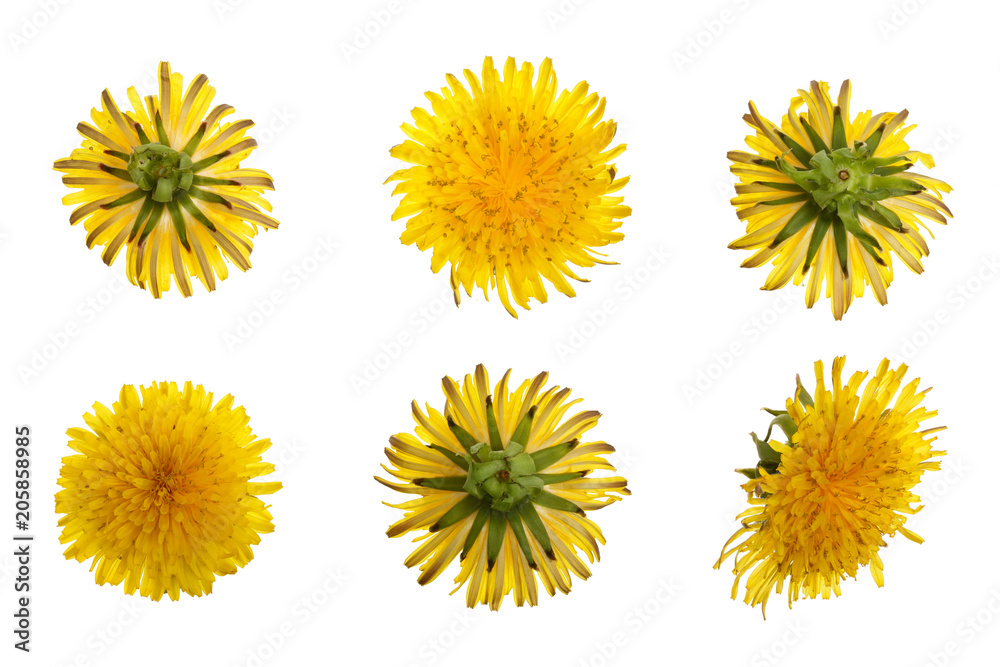 Dandelion flower or Taraxacum Officinale isolated on white background. Top view. Flat lay pattern Dandelion flower or Taraxacum Officinale isolated on white background. Top view. Flat lay pattern
