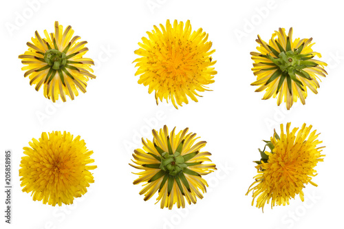 Dandelion flower or Taraxacum Officinale isolated on white background. Top view. Flat lay pattern