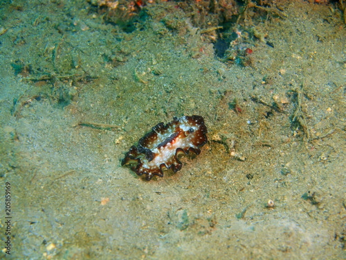 True sea slug