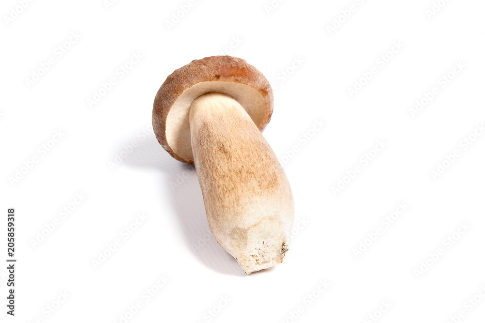 Single Porcini mushroom known as boletus edulis isolated on white background. Single Porcini mushroom known as boletus edulis isolated on white background.