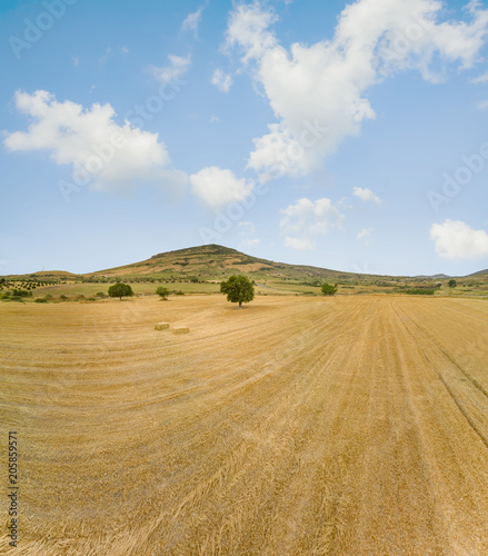 Single tree in a yellow wheat field with straw bales