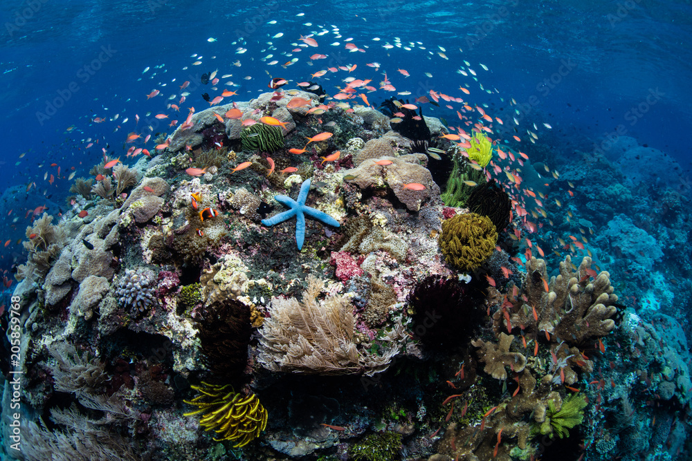 Vibrant Coral Reef Near Alor, Indonesia - obrazy, fototapety, plakaty 