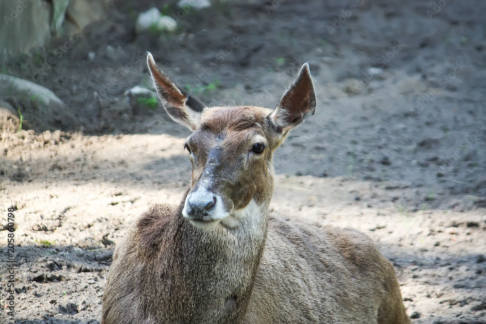 White-beaked deer lying on the ground. Rare breed of deers lives in Tibet. White-beaked deer lying on the ground. Rare breed of deers lives in Tibet.