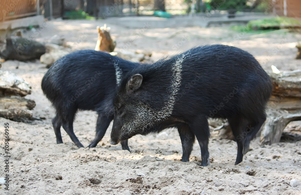 Little black pigs running on the sand in zoo. Little black pigs running on the sand in zoo.