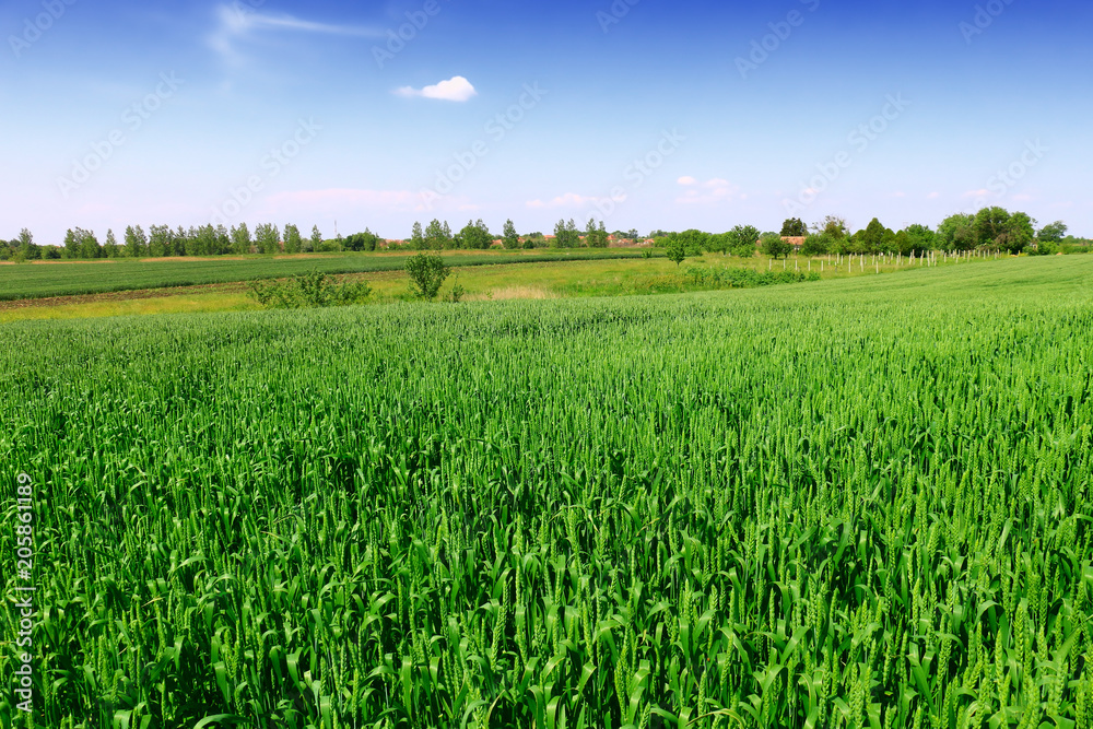Fototapeta premium green wheat field