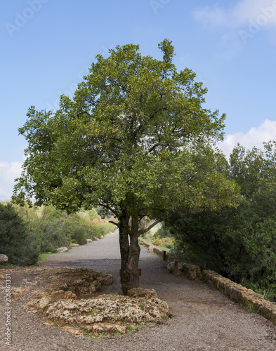Fényképezés mount tabor oak tree located on the trail to Banyas Falls in the Golan Heights