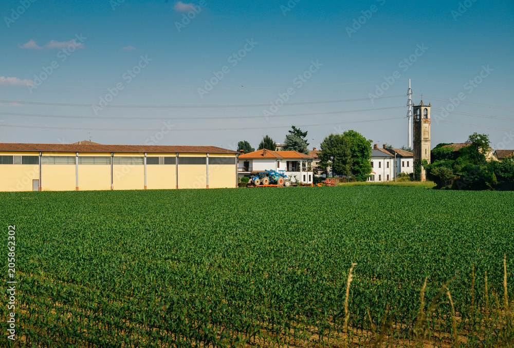 Rows of vegetables on a farm in rural Lombardy, Italy.